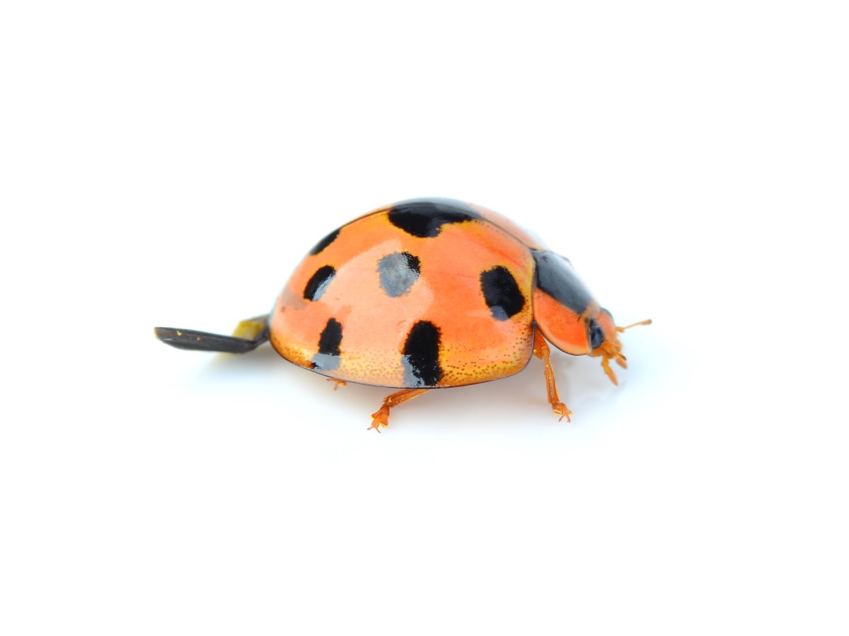 Une coccinelle asiatique sur fond blanc