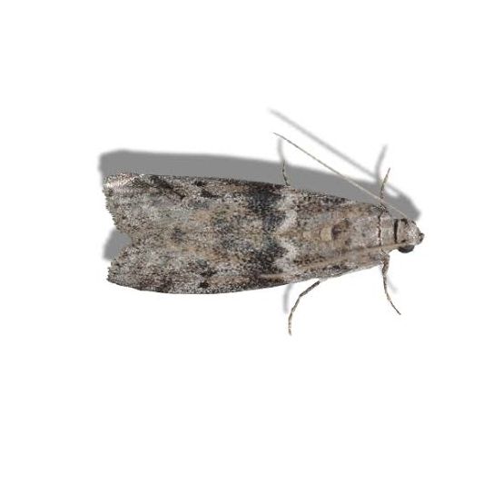 Une mite alimentaire sur fond blanc