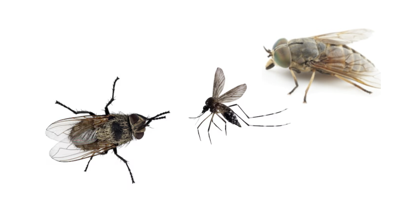 Une mouche, un moustique et un taon sur fond blanc