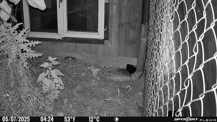 Interdiction des rodenticides anticoagulants pour les particuliers : vers une explosion des rats urbains ?