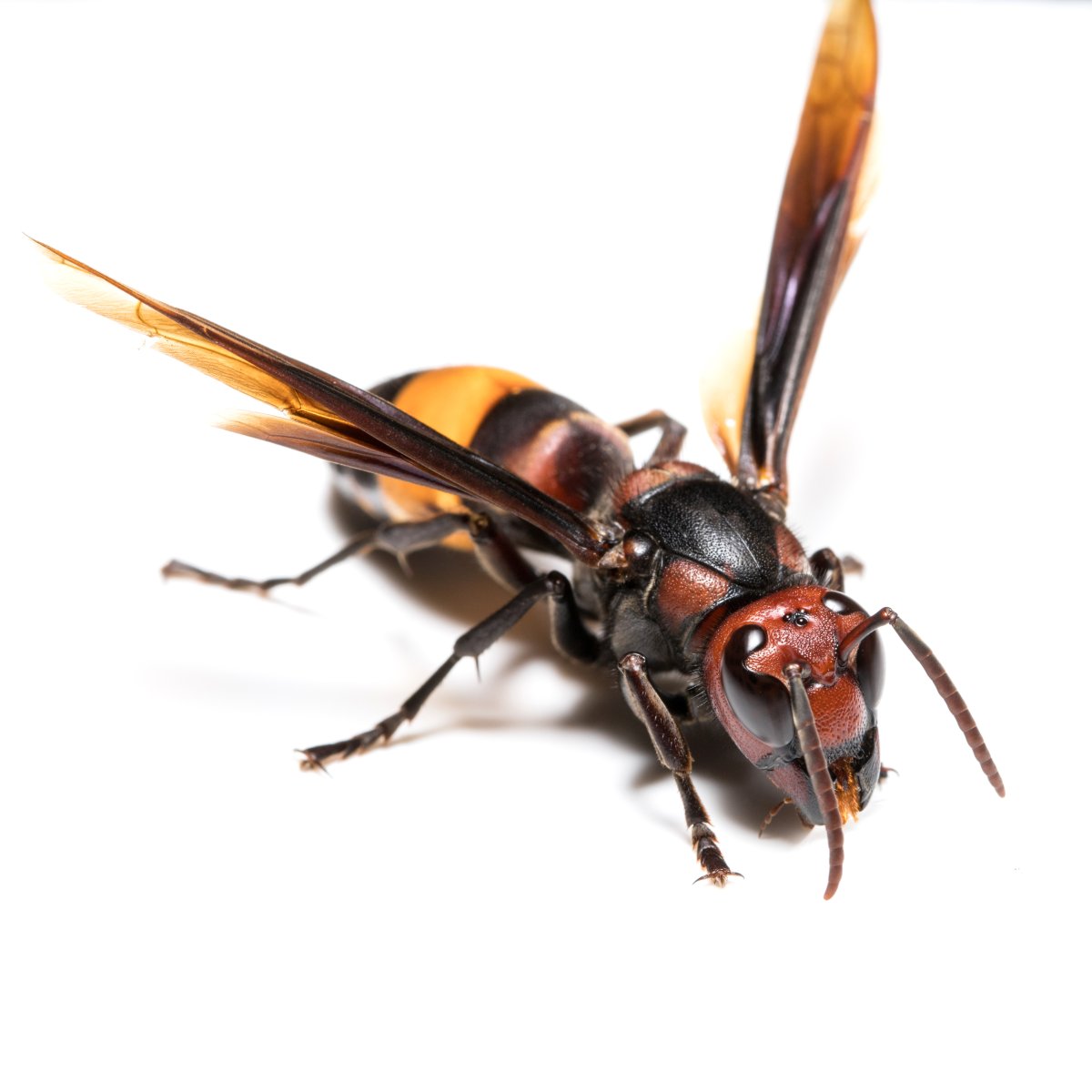 Photo d'un frelon asiatique