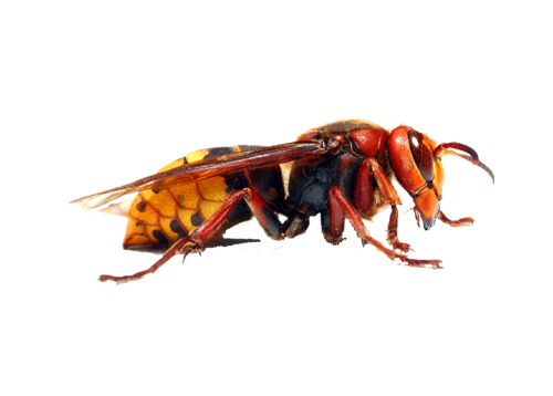 Photo d'un frelon européen